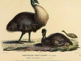 Kangaroo Island Emu