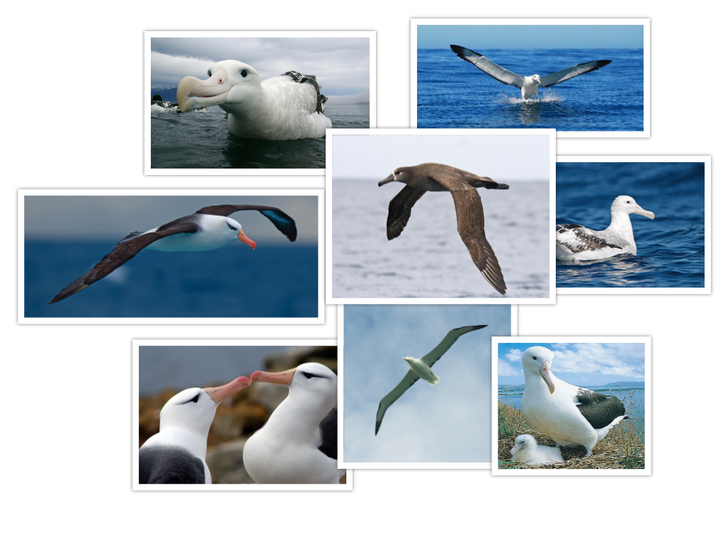 Albatross, Birds Wiki