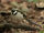 Forest Wagtail