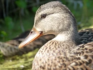 Mallard hen portrait.