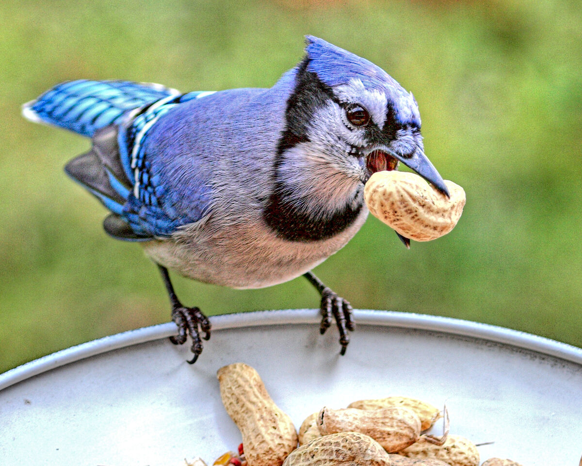 Blue Jay Birds Wiki Fandom