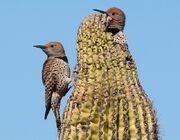 Colaptes chrysoides pair