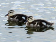 Ducklings