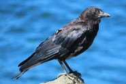 Northwestern Crow