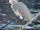 Snowy Egret