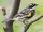 Yellow-rumped Warbler