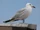 Audouin's Gull