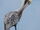 Brown Pelican