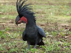 Palm cockatoo - Wikipedia