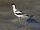 Pied Avocet