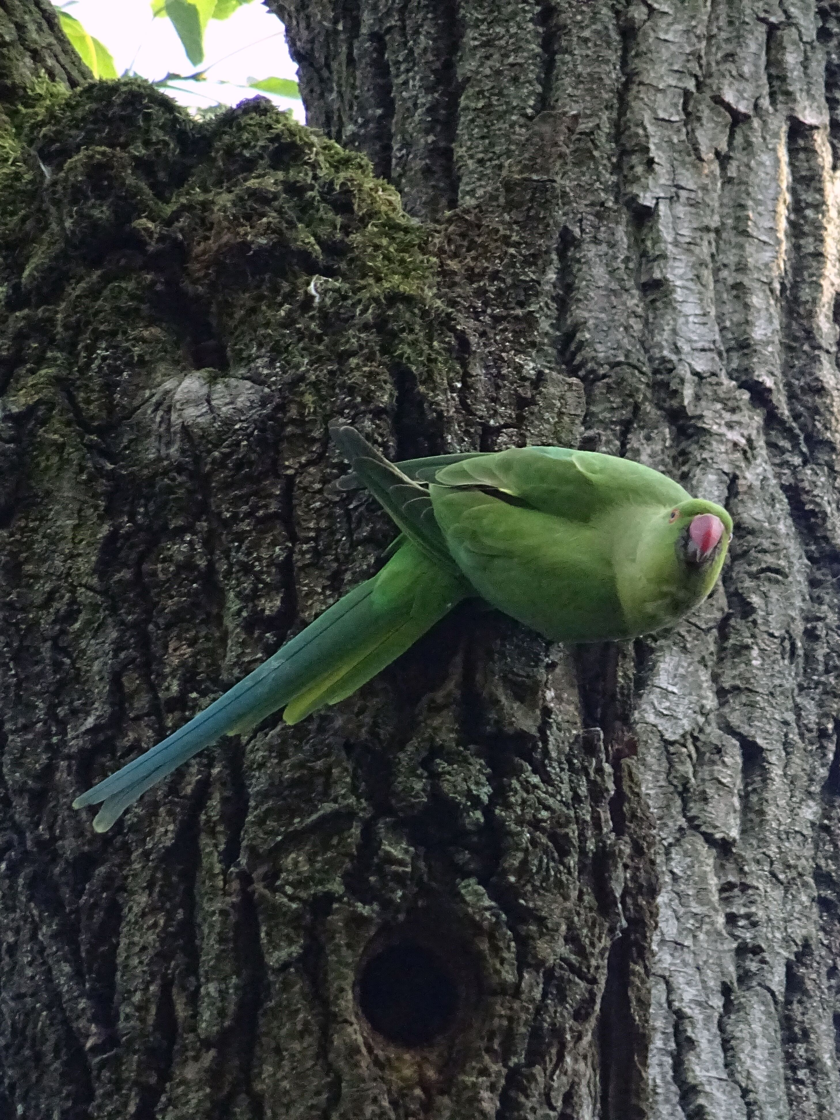 Nesting Rose-ringed Parakeet, Psittacula krameri, beautiful parrot in the  nature green forest habitat, Sri Lanka, Asia. Parrot in the nest hole.  Green parrot sitting on tree trunk with nest hole. Stock Photo |