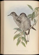 Illustration of Kashmir Nutcracker