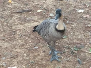 Feral Nene in London.