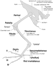 Bird leg structure