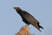 Fan-tailed Raven