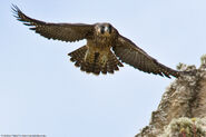 Peregrine falcon fledgling-4371