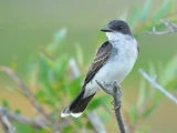 Kingbird