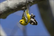 Adult male hanging upside-down while feeding.