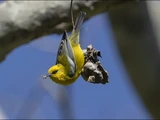 Blue-winged Warbler