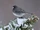 Dark-eyed Junco