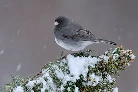 Adult Male (Slate-Colored)