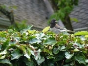 Adult feeding on insects.