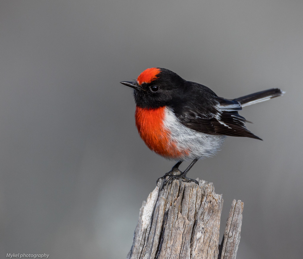 Australasian robin - Wikipedia