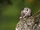 Long-eared Owl