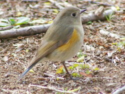 Red-flanked Bluetail Bird Facts (Tarsiger cyanurus)