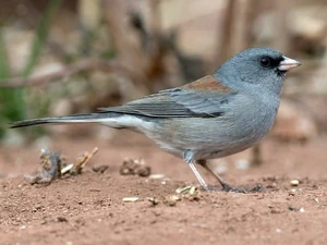 Adult (Gray-Headed)