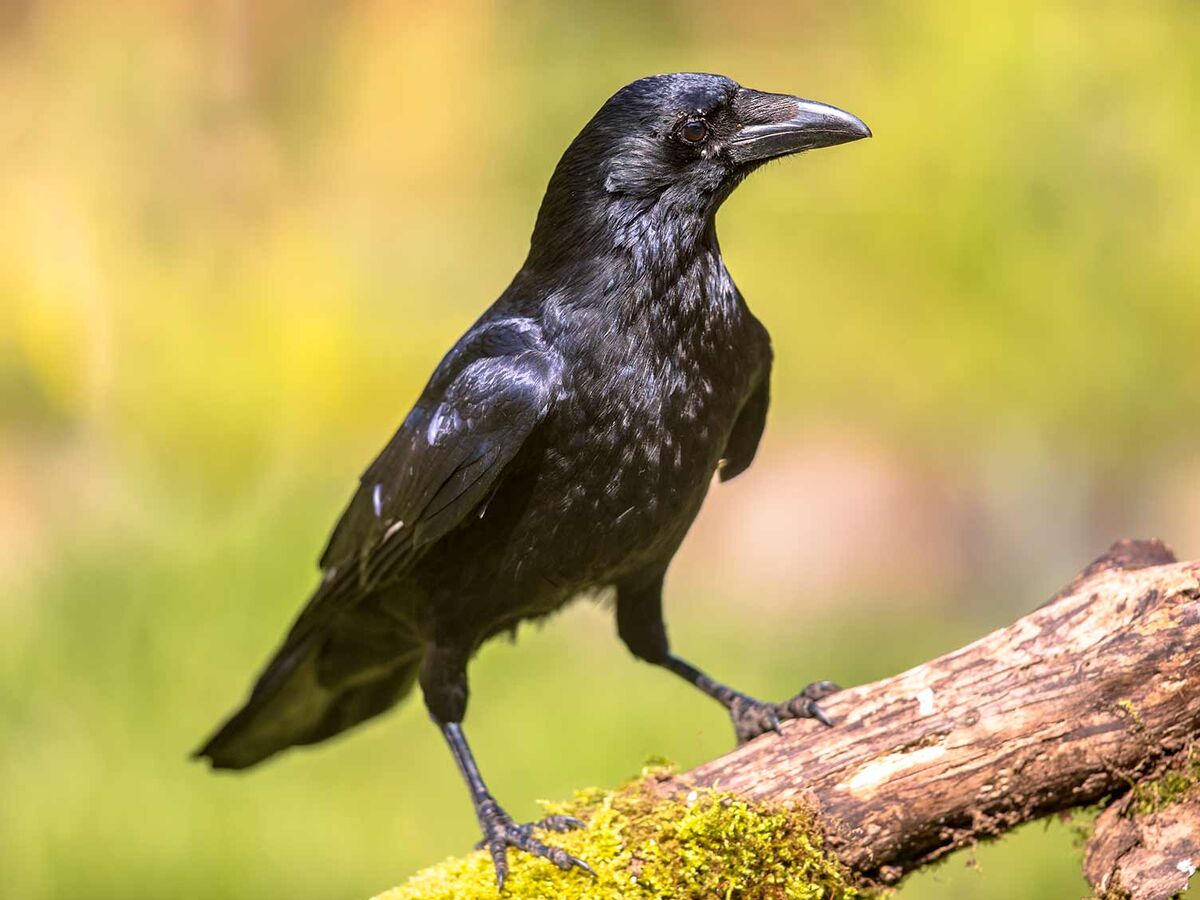 Crow get