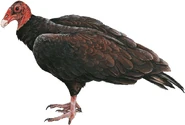 Antillean Turkey Vulture (Cathartes aura aura)
