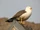 Lesser Black-backed Gull