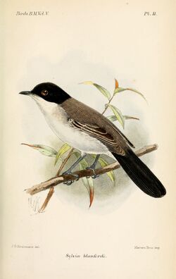 Arabian Warbler | Birds Wiki | Fandom
