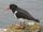 Eurasian Oystercatcher