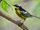 Magnolia Warbler