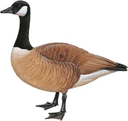 Lesser Canada Goose (Branta canadensis parvipes)