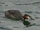 Great Crested Grebe
