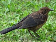 Juvenile blackbird