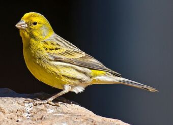 Atlantic Canary Birds Wiki Fandom