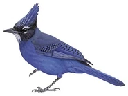 Teotepecensis.jpg (13 KB) Cyanocitta stelleri teotepecensis