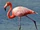 American Flamingo