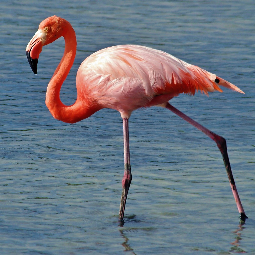 American Flamingo, Birds Wiki