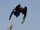 Australian Raven