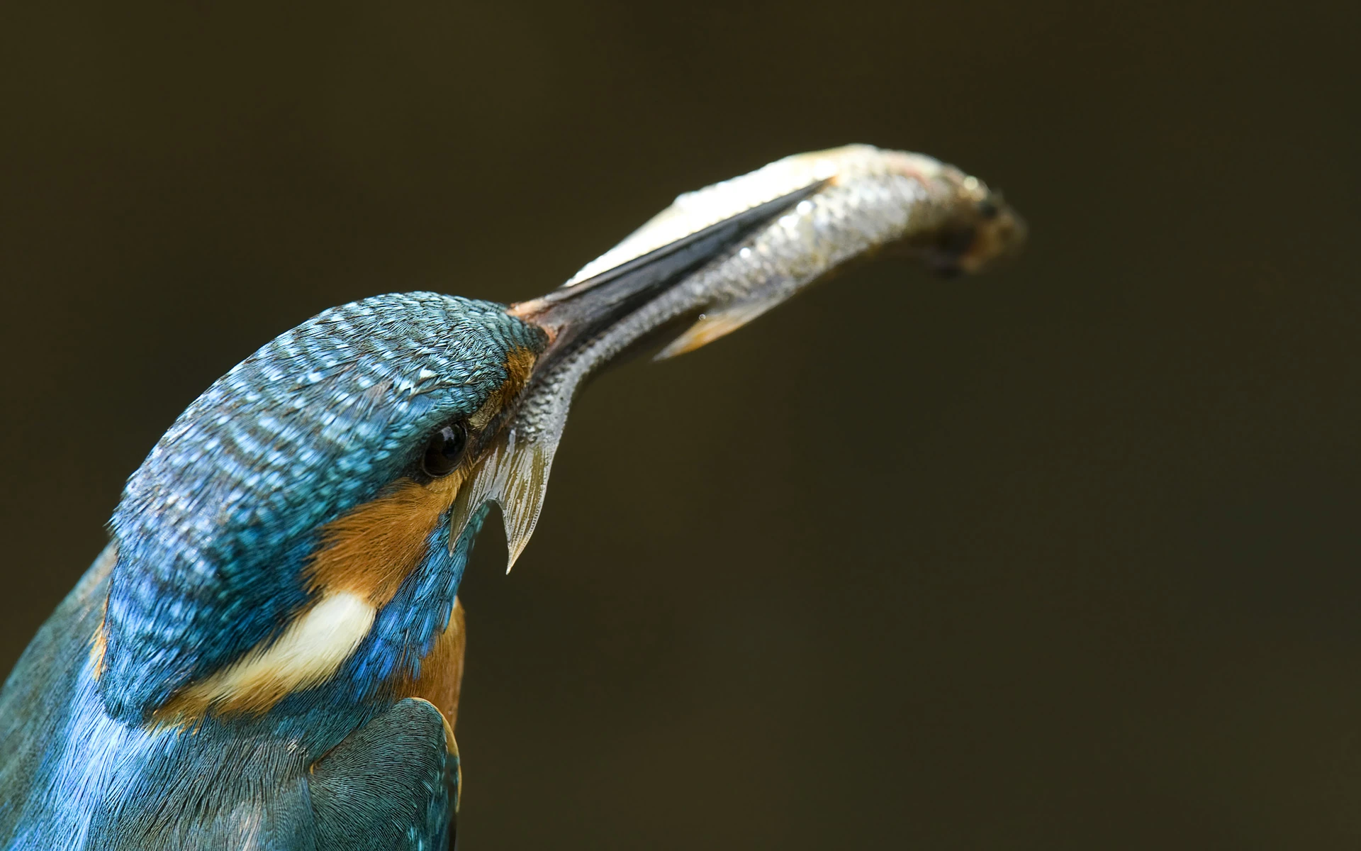 Are Kingfisher Bird Predators: Revealing Their True Hunting Instincts