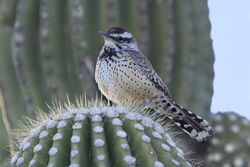 Cactus Wren Birds Wiki Fandom