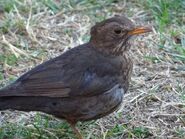 Female blackbird 2
