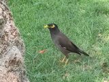 Common Myna