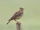 Large-billed Lark