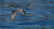 Immature in flight.